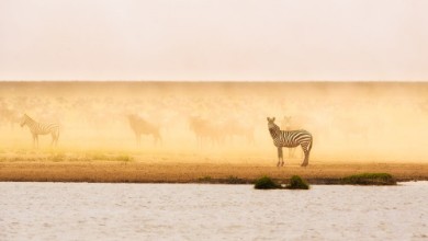 Obrazek This is Ndutu