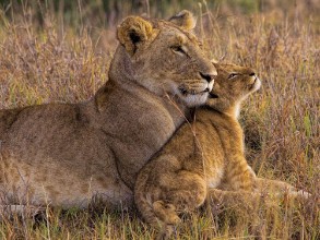 Bild på Baby Lion with Mother