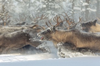 Obrazek Reindeers III