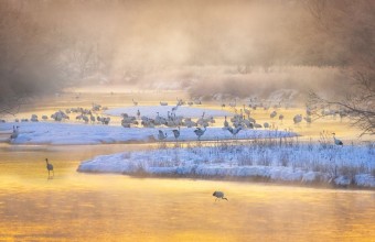 Bild vun Golden Morning