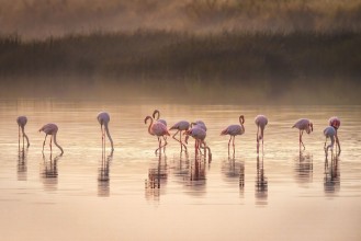 Bild von Flamingo by Lake