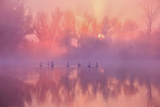 Bild von Swan Lake Sunrise