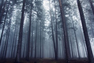 Afbeeldingen van Mysterious Foggy Forest