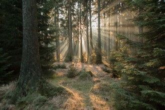 Obrázok z Sun Rayes in the Forest