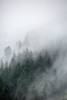 Bild von Foggy Morning 2