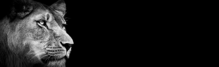 Picture of Lioness Gaze