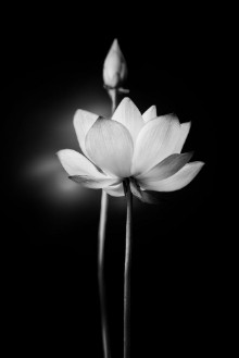 Bild på White Lotus Flower