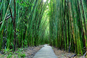 Bild på Bamboo Forest