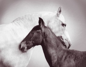 Afbeeldingen van Andalusian Mare with Foal