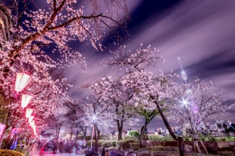 Image de Cerisiers en fleurs la nuit à Tokyo