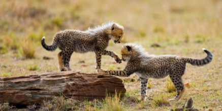 Bild på Cheetah cubs play with each other in the savannah Kenya Tanzania Africa National Park Serengeti Maasai Mara An excellent illustration