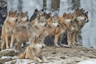 Obrazek Wolfpack in Winter