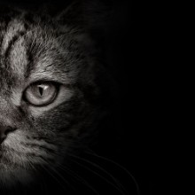 Afbeeldingen van Dark muzzle cat close-up front view