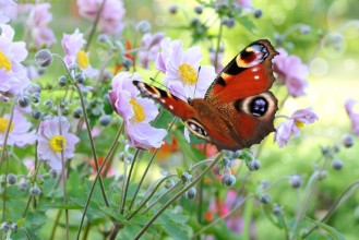 Bild på Schmetterling 201