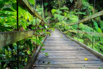 Imagen de Podocarpus