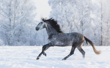 Image de Galloping in winter
