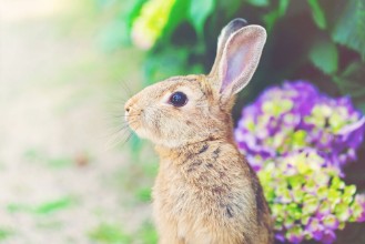 Bild på Rabbit in front of a hydrangea bush