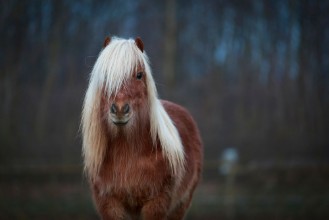 Afbeeldingen van Shetty auf Winterwiese