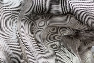 Afbeeldingen van Background texture of the shining metal surface The curved plate is made of iron