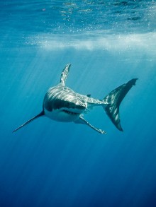 Bild på Great white shark with its main four fings swimming under sun rays in the blue Pacific Ocean  at Guadalupe Island in Mexico