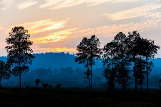 Picture of Savanna Field in summer season