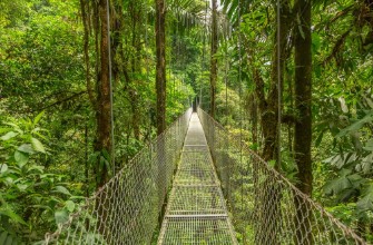 Picture of Hanging bridge in Costa Rica