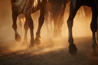 Afbeeldingen van Horses legs