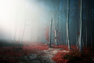 Picture of Light through the trees in foggy forest