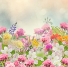 Picture of Beautiful Flowers Background
