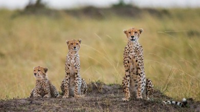 Afbeeldingen van Mother cheetah and her cubs in the savannah Kenya Tanzania Africa National Park Serengeti Maasai Mara An excellent illustration