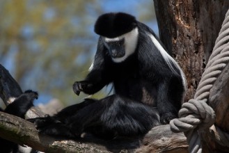 Bild på Mantled guereza Colobus guereza