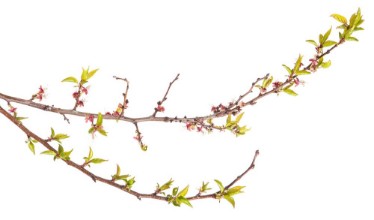 Picture of Aprikoosipuuhaara