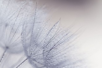 Afbeeldingen van Plant seeds with water drops