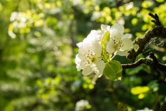 Bild på Spring tree