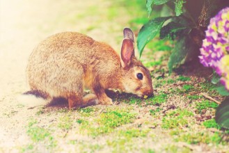 Bild på Rabbit in front of a hydrangea bush