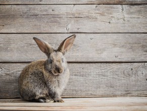 Bild på Rabbit on wooden background