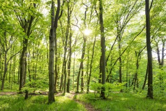 Picture of Morning in sunny forest