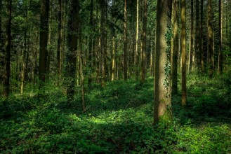 Image de Sous bois avec un arbre sous la lumire