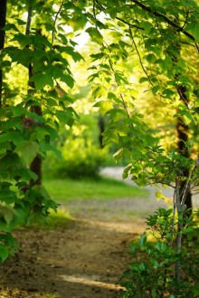 Image de On the Path