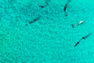 Picture of Pacific Laggon