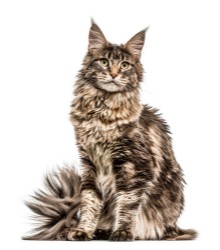 Bild på Maine Coon isolated on white