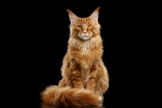 Bild på Red Maine Coon