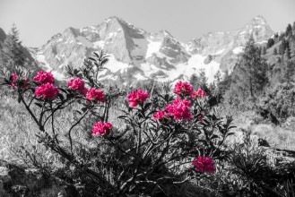 Bild på Alp Rose Mountains