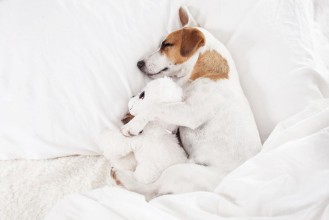 Picture of Sleeping dog at bed