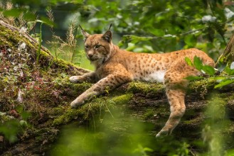 Afbeeldingen van Lynx on Tree