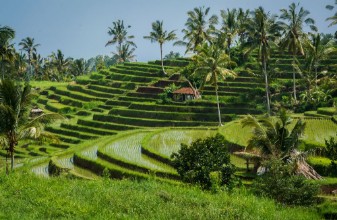 Picture of Rizires de Bali