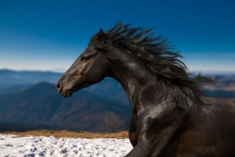Picture of Black Horse portrait runs on the mountains and blue sky background