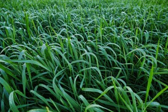 Image de Green Reeds