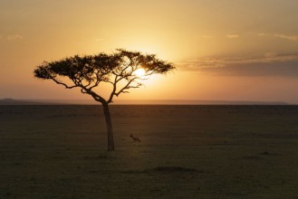 Picture of Lone Topi and Acacia Sunrise