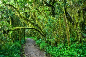 Bild på Dense vegetation surrounding the climbing trail on Mt Kilimanjaro Tanzania